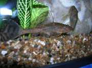 Hypostomus plecostomus Pleco, шайба, смучене