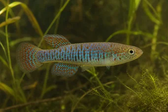 Jordanella floridae Флорида Джорданел