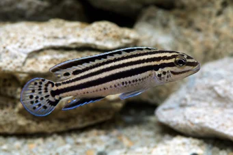 Julidochromis dickfeldi Джули де Дикфелд