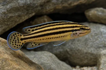 Julidochromis regani Джули-Банард