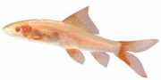 Labeo erythrurus Labéo albinos