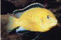 Labidochromis caeruleus Жълто