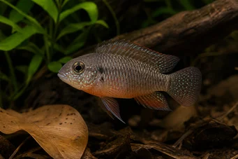 Laetacara dorsigera (Дорсигера)