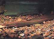 Lampetra fluviatilis Флуиална лам�...