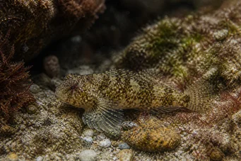 Lepadogaster candollei Пръчка