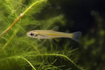 Lepidarchus adonis (Тетра Адонис, гола тетра)