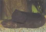 Lepidosiren paradoxa Южна Америка ...