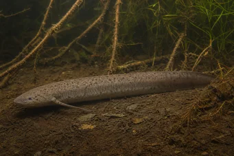 Lepidosiren paradoxa Южна Америка Lepidosirène