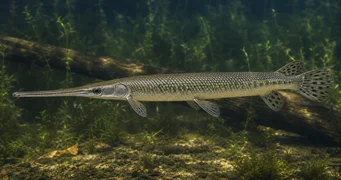 Lepisosteus osseus Крокодил щука