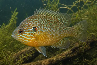 Lepomis gibbosus (Слънчев стълб или дъгов стълб)