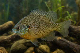 Lepomis punctatus