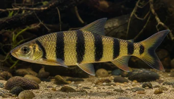 Leporinus fasciatus fasciatus (Лепоринус с черни ленти)