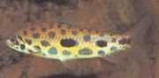Leporinus maculatus Петна лепори�...