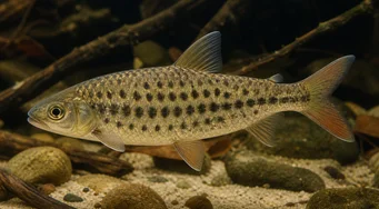 Leporinus maculatus (Петна лепорин)