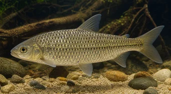 Leporinus megalepis (Лепоринус с страхотни везни)
