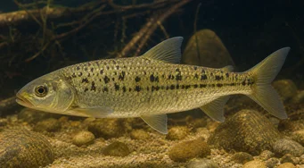 Leporinus moralesi (Leporinus узрял)