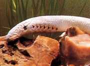 Lethenteron japonicum Arctic Lamprey, япон...