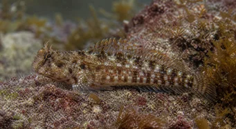 Lipophrys pholis често срещани