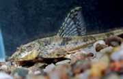 Loricaria parva Лорикър