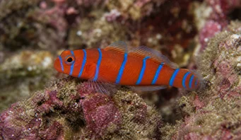 Lythrypnus dalli (Каталина Гоби)