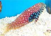 Macropharyngodon bipartitus Вермикулирана лабре