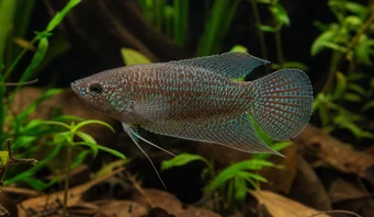 Macropodus cupanus Риболовна риба с кафяви опашки