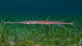 Macrorhamphosus scolopax