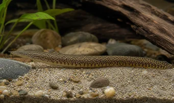 Mastacembelus armatus Гигантски гръбначен стълб