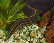 Mastacembelus erythrotaenia Fire Pointe Anguille