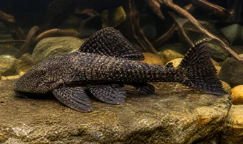 Megalancistrus barrae
