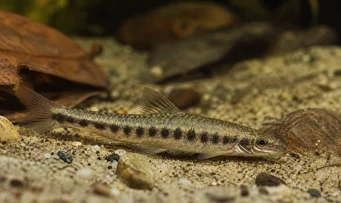 Melanocharacidium dispilomma Меланохаракидий диспелома