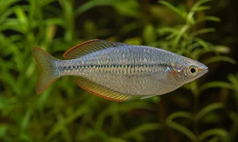 Melanotaenia maccullochi Риба на джуджета дъга