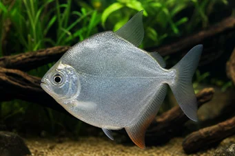 Metynnis hypsauchen