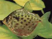 Metynnis maculatus Metynnis се пренасочва