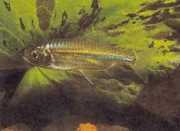 Micralestes acutidens Африканска т�...