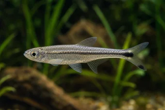 Micralestes elongatus Заострена африканска тетра