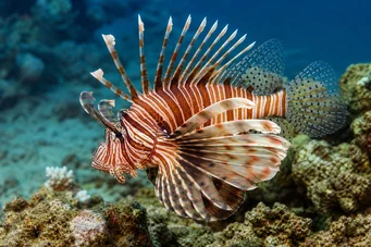 Milles de pterois Скорпион риба