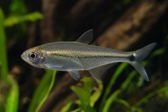 Mimagoniates lateralis Tetra-Glande с преградени страни