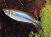 Mimagoniates microlepis Малки везни тетра-барберос