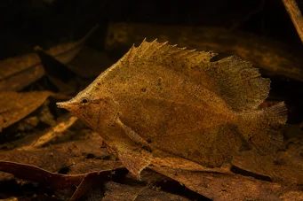 Monocirrhus polyacanthus Пожарникар