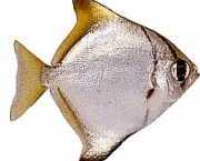 Monodactylus argenteus Лунна риба