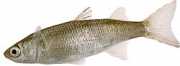 Mugil labrosus Мулета с голе...