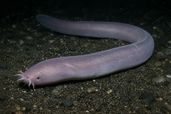 Myxine glutinosa Обикновен миксин