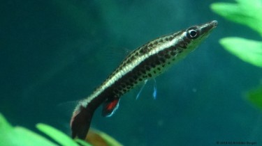 Nannobrycon eques Молив