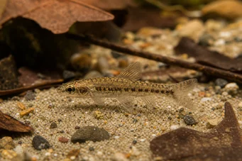 Nannocharax parvus (Голяма лента Нанохаракс)