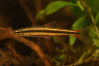 Nannostomus beckfordi (Молив)