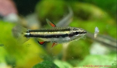 Nannostomus marginatus Риба с молив �...