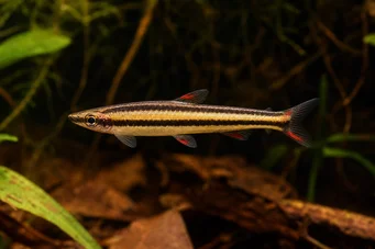 Nannostomus marginatus (Риба с молив на джудже)