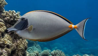 Naso lituratus (Носни оранжеви шпори)