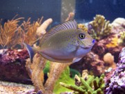 Naso Lopezi Строен Насо